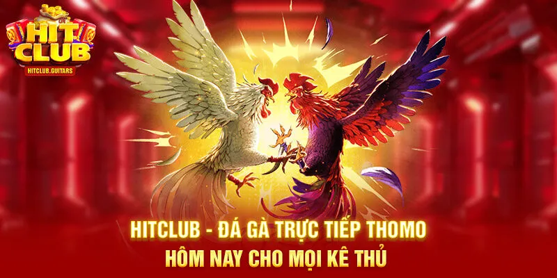 đá gà trực tiếp Thomo hôm nay